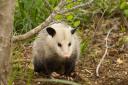 Morris Possum Removal Adelaide logo